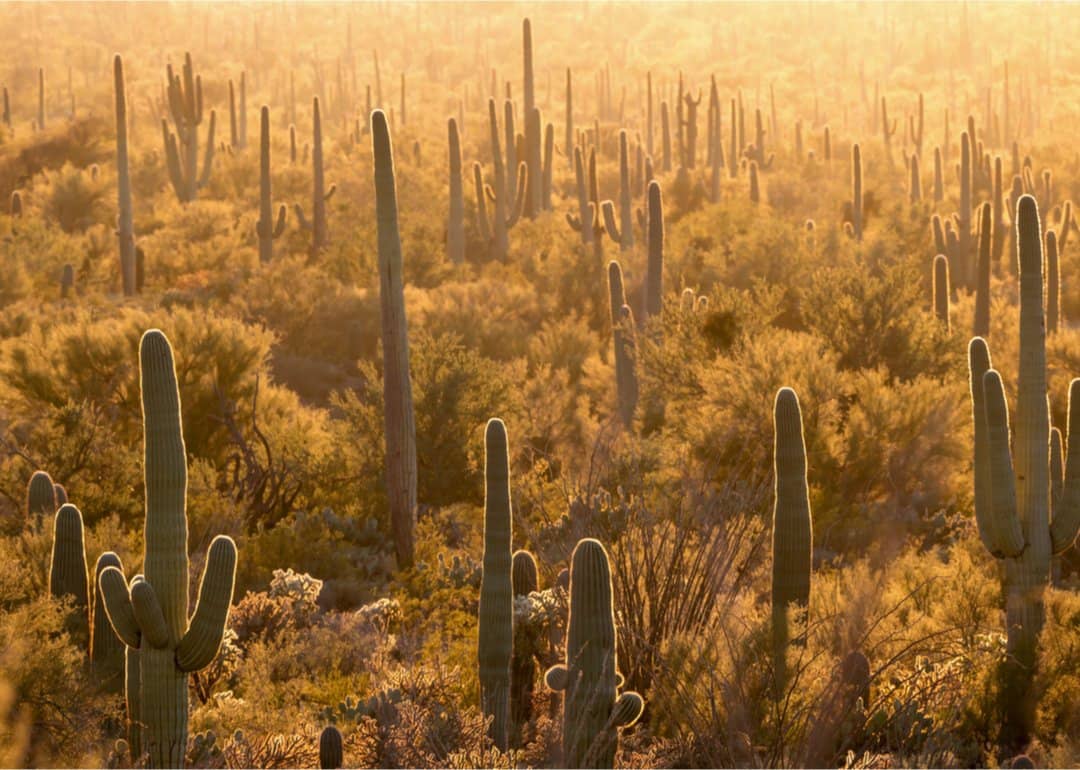 #28. Saguaro National Park (Arizona)