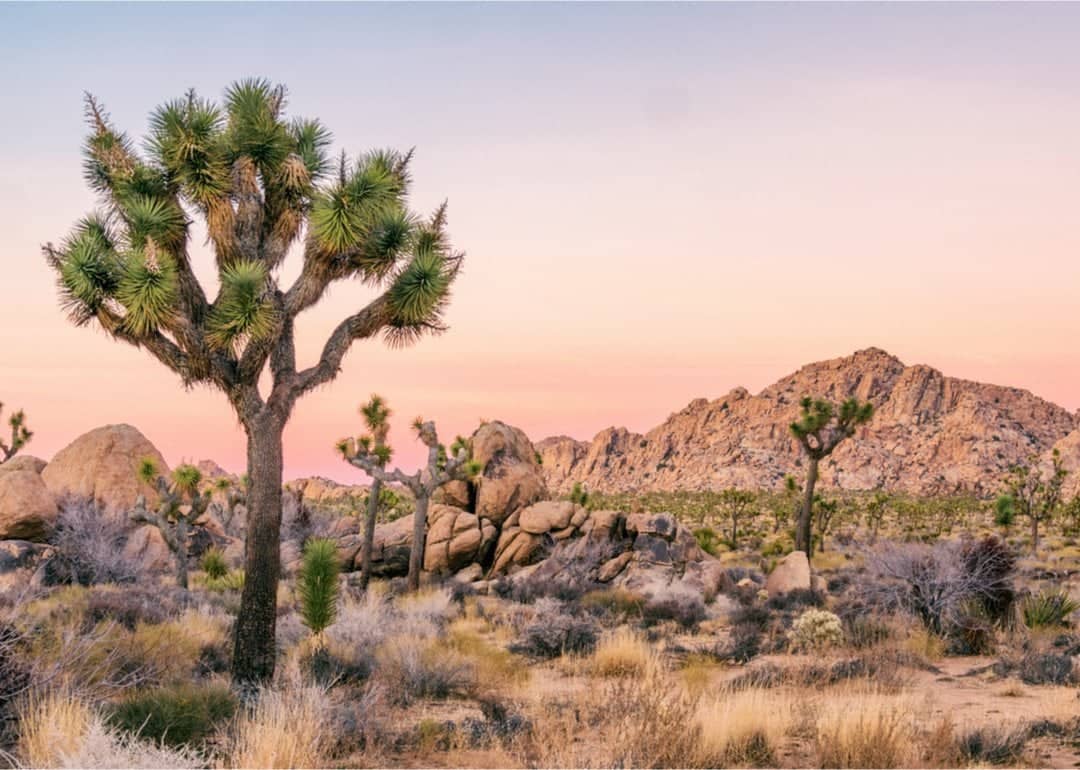 #39. Joshua Tree National Park (California)