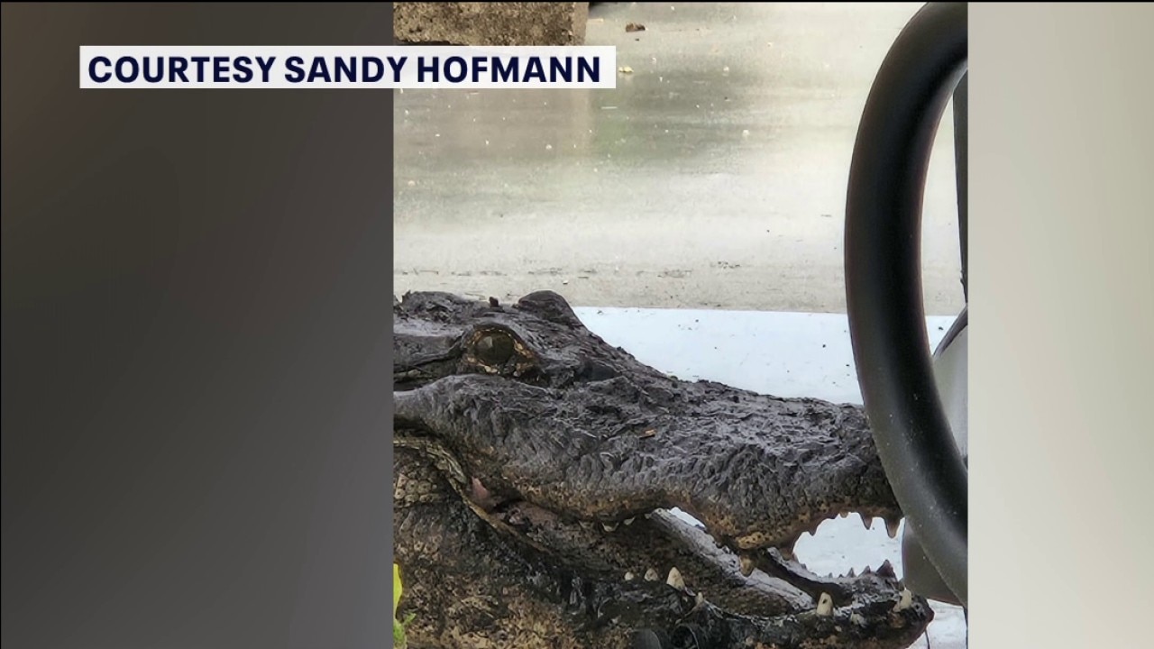 New Florida residents find gator in driveway