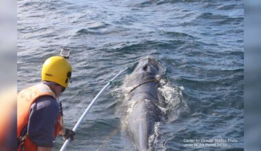 Watch: Rescuers free entangled minke whale off Cape Cod