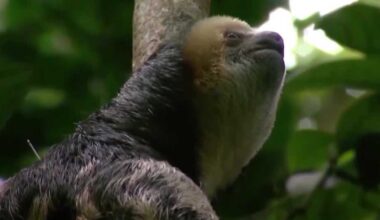Stricter rules proposed for sloth care after Sloth World deaths
