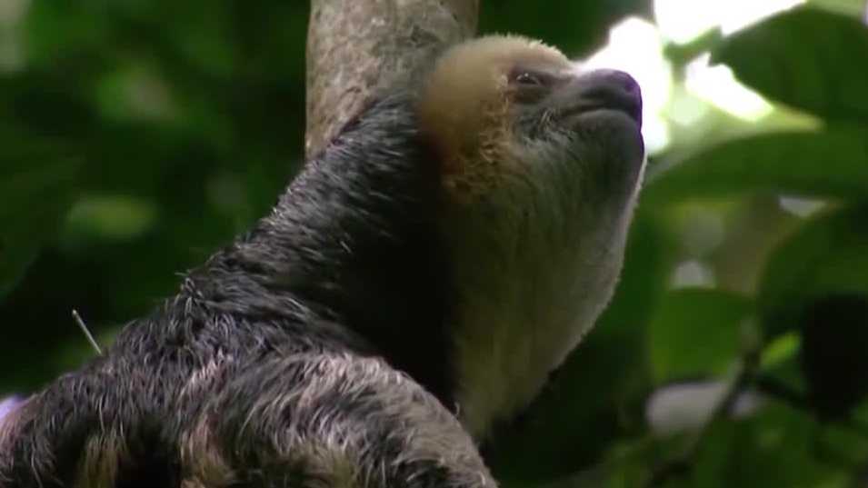 Stricter rules proposed for sloth care after Sloth World deaths
