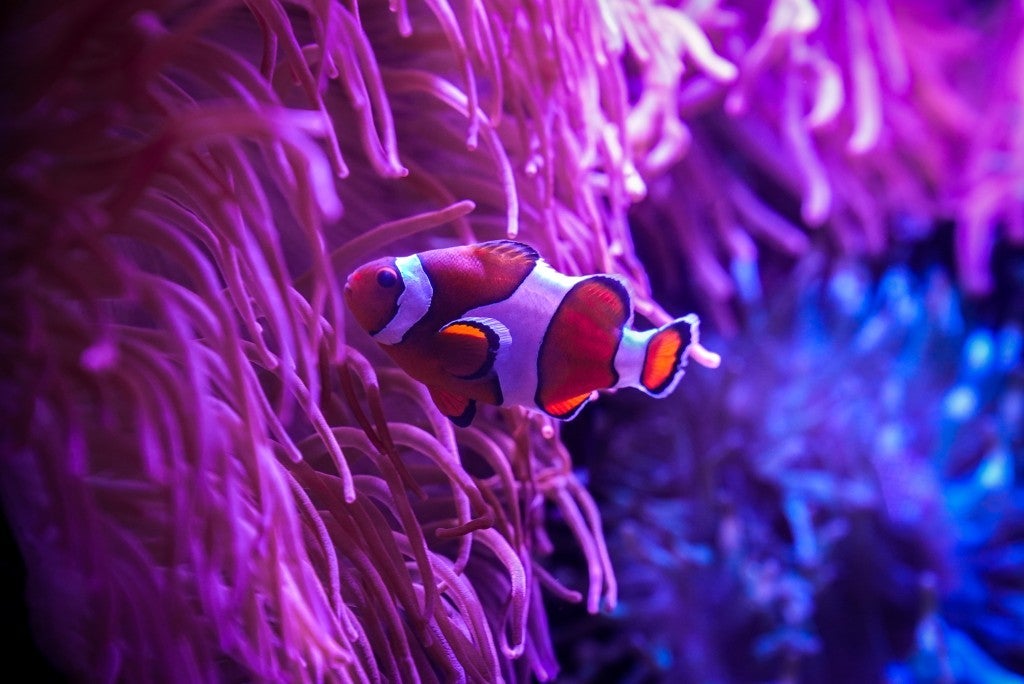Florida Aquarium Offers Buy-One-Get-One Admission Deal Friday Nights Through September