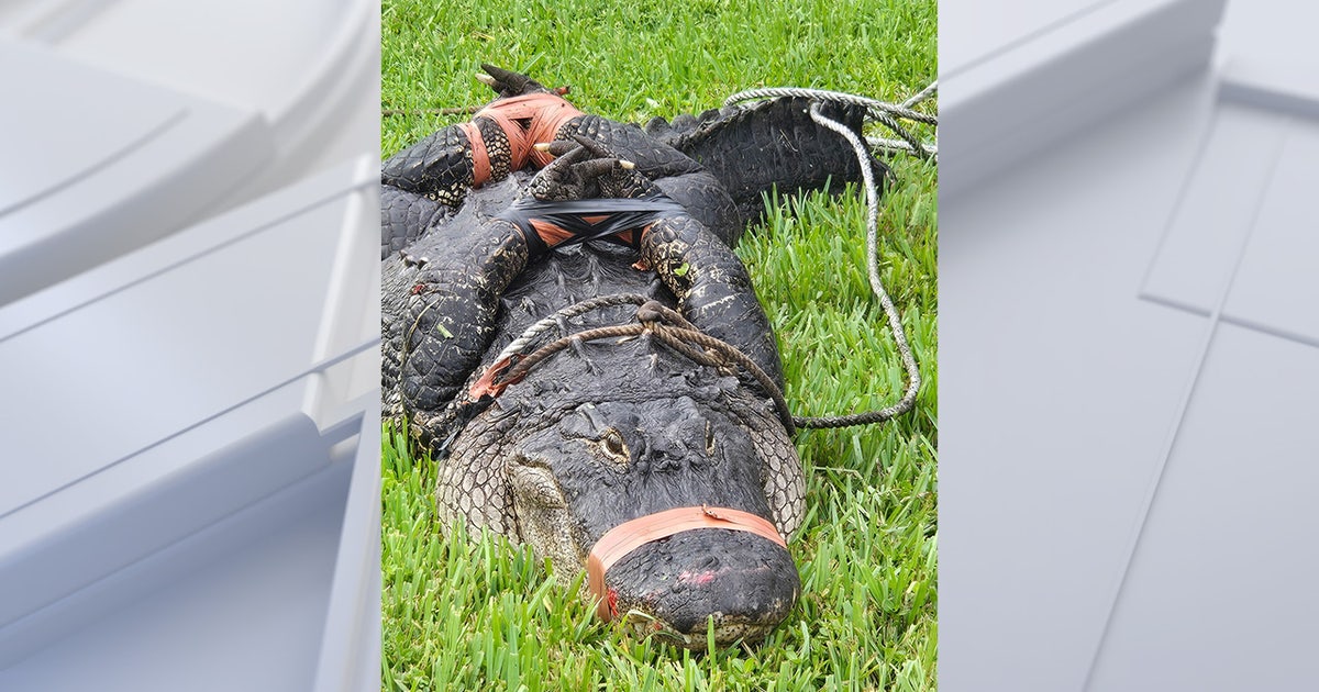 'Welcome to Florida’: 8-foot alligator greets Philadelphia couple that recently moved to Florida