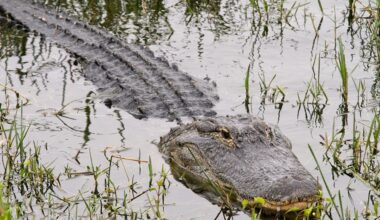 Off-limits swim turns terrifying as alligator attacks child in Florida