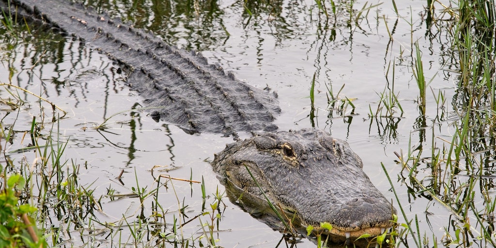 Off-limits swim turns terrifying as alligator attacks child in Florida