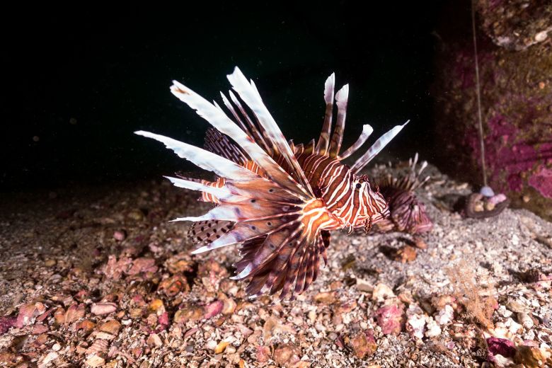 A lionfish photographed in Pensacola, Florida in 2017.