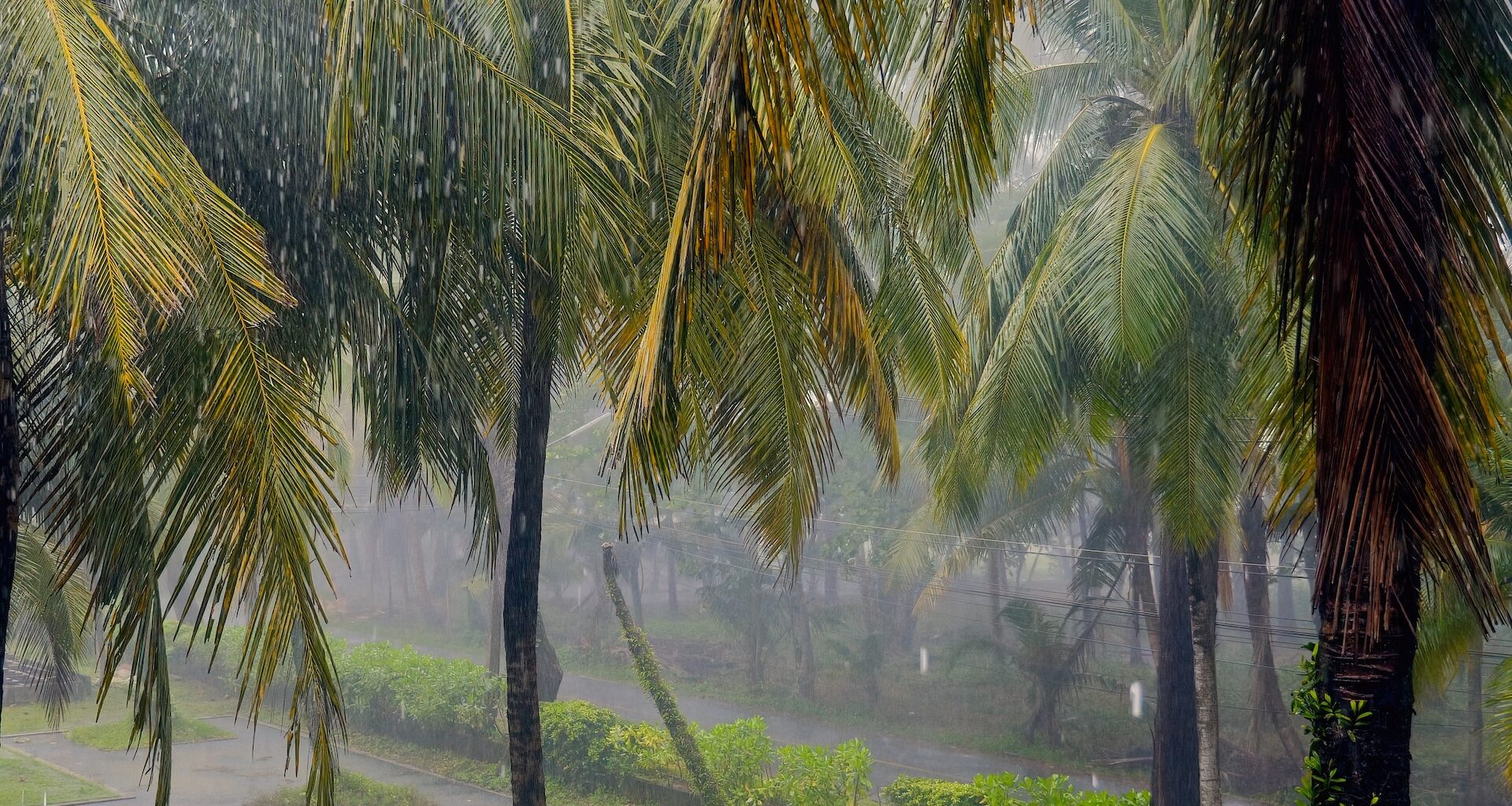 Rain falls heavily among tall palm trees in a lush, green environment.