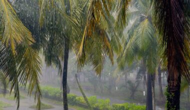 Rain falls heavily among tall palm trees in a lush, green environment.