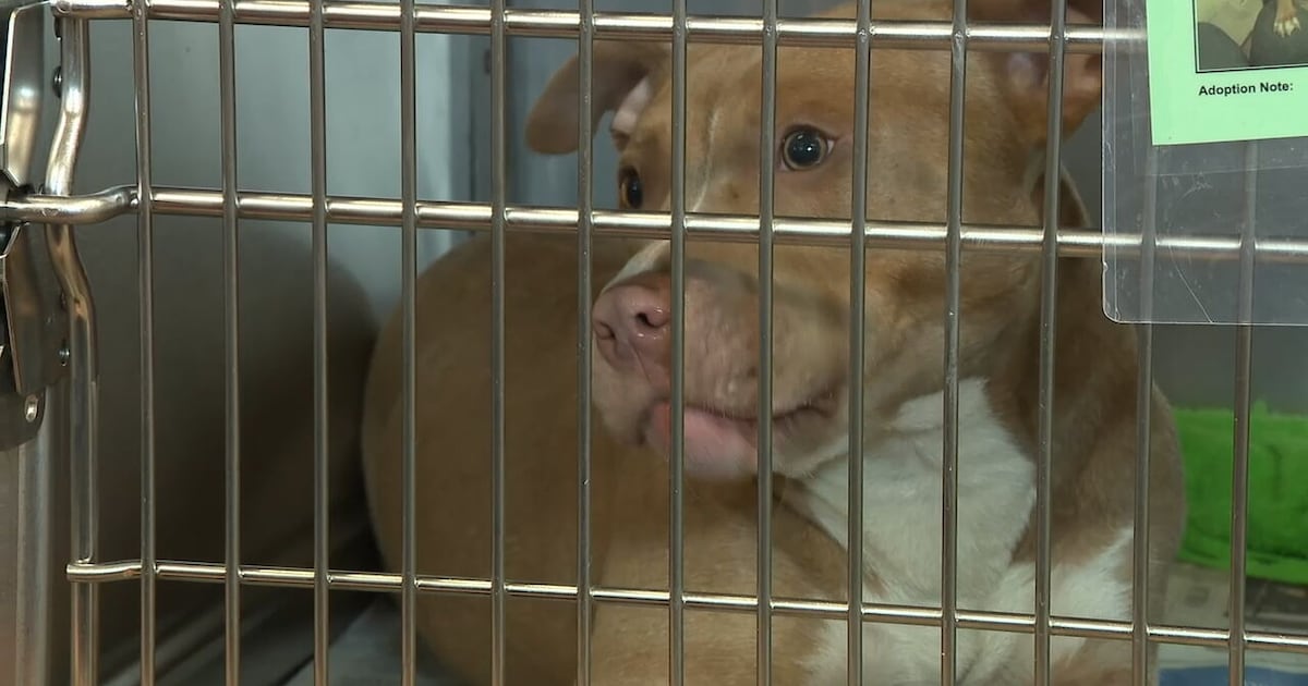Empty the Shelters returns with $25 dog adoption fees in Jax