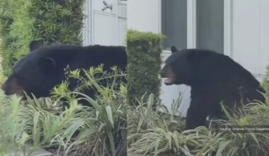 Black bear found inside Orlando apartment complex