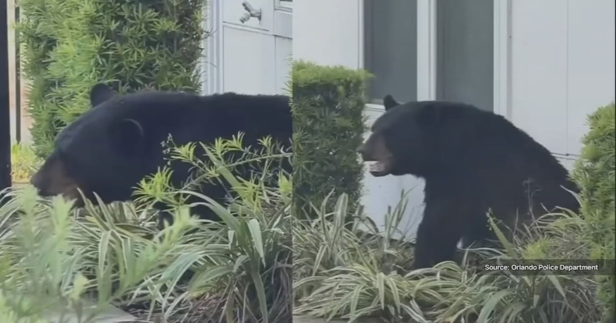 Black bear found inside Orlando apartment complex