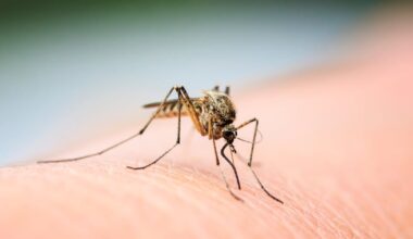 Duval County reports second locally acquired West Nile case