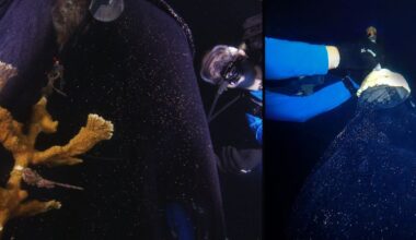 Florida Aquarium produces 61,000 Elkhorn coral larvae