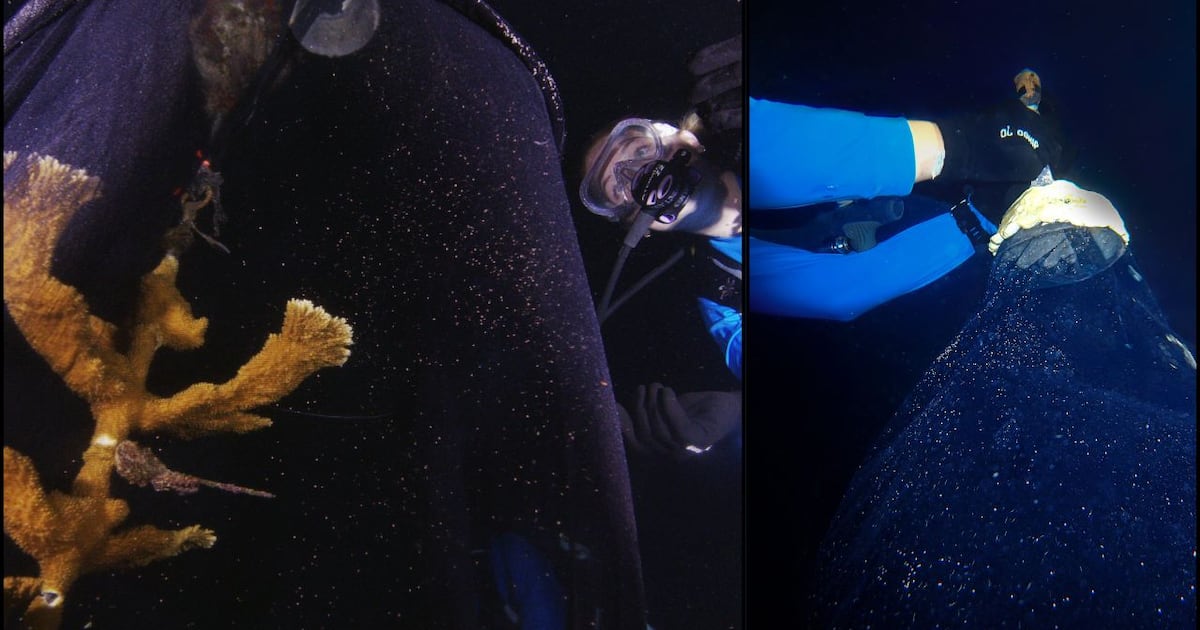 Florida Aquarium produces 61,000 Elkhorn coral larvae