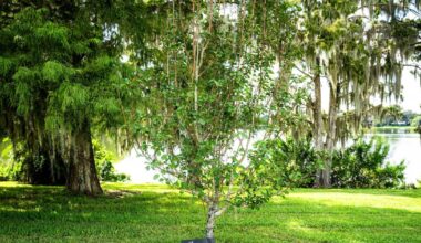 Survivor Tree grows as symbol of Orlando resilience