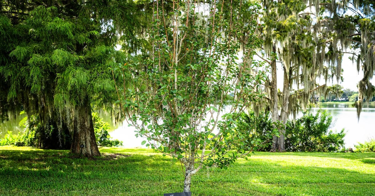 Survivor Tree grows as symbol of Orlando resilience