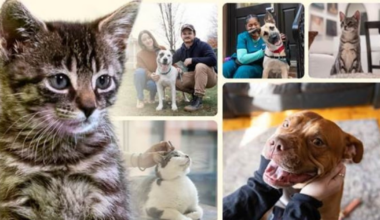 Adopt a dog or cat with no fees through Monday