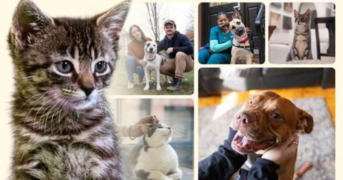 Adopt a dog or cat with no fees through Monday