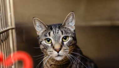 OC Animal Services to restrict intake for one week