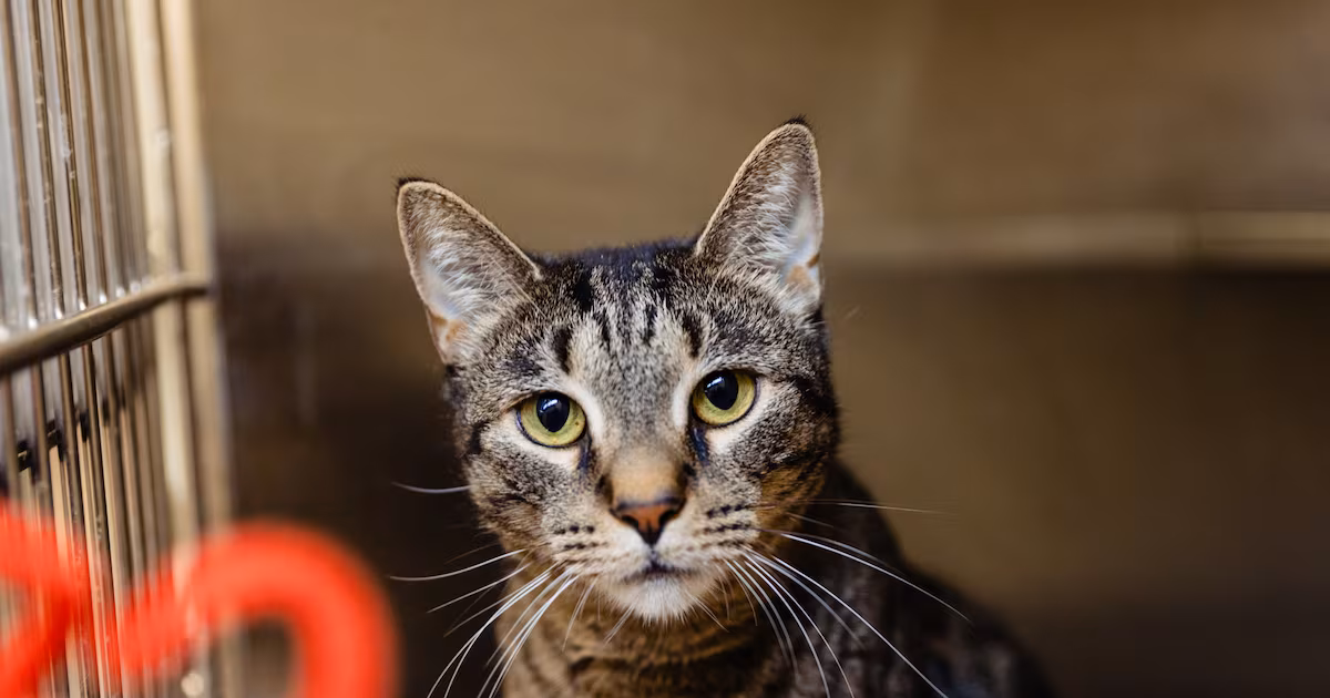 OC Animal Services to restrict intake for one week