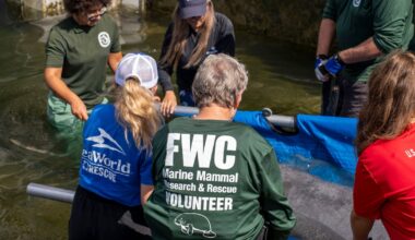 Lalo the manatee returns to the wild after boat strike