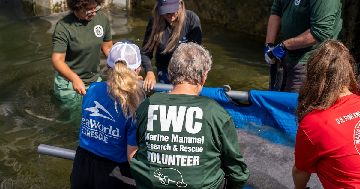 Lalo the manatee returns to the wild after boat strike
