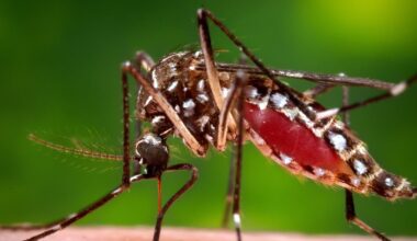 Florida is facing an unusually bad outbreak of dengue spread by local mosquitoes