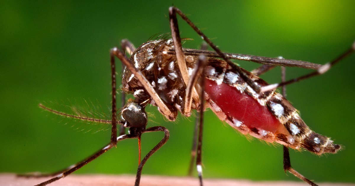 Florida is facing an unusually bad outbreak of dengue spread by local mosquitoes