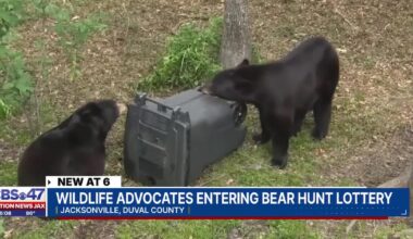 Hunters and bear advocates alike are gearing up to apply for bear tags on Friday – Action News Jax