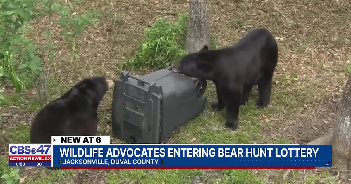 Hunters and bear advocates alike are gearing up to apply for bear tags on Friday – Action News Jax