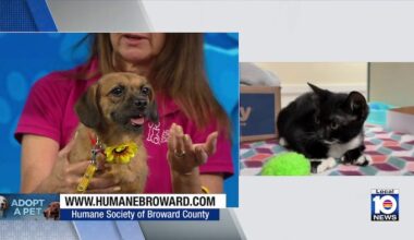 Humane Society of Broward seeks loving, permanent home for Coco, other furry friends