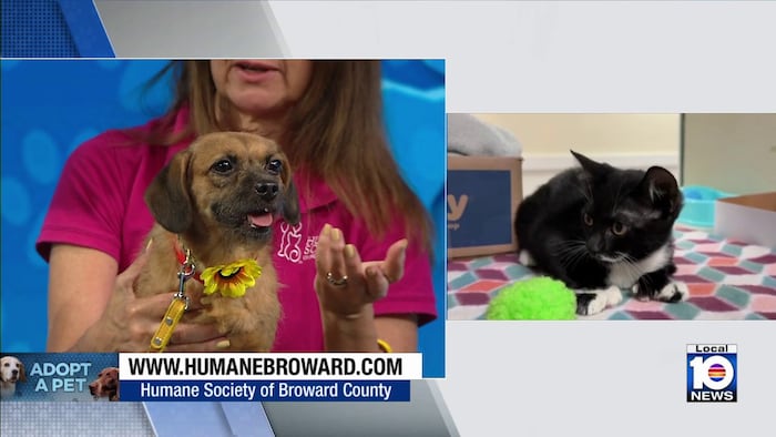 Humane Society of Broward seeks loving, permanent home for Coco, other furry friends