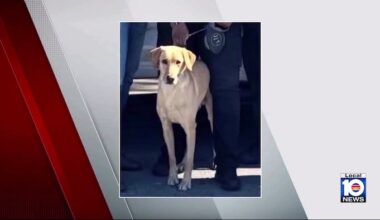 Miami Gardens police announce they’ve found missing K-9 officer