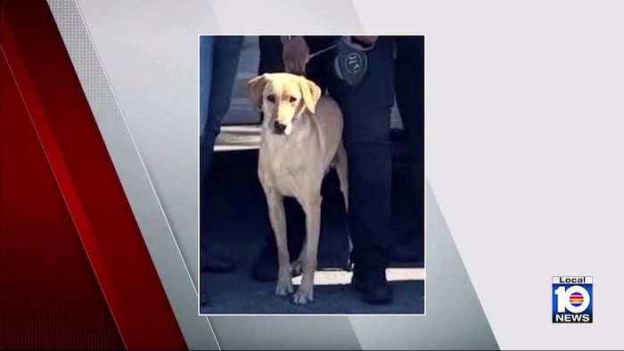 Miami Gardens police announce they’ve found missing K-9 officer