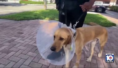 Hollywood vet releases Miami Gardens Police Department K-9 Gael
