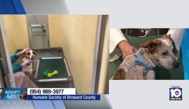 Humane Society of Broward seeks loving, permanent home for Bourbon, Mel, other furry friends