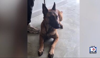 2 dogs taken into custody after attack injures baby, mother in Dania Beach