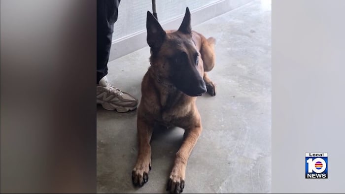 2 dogs taken into custody after attack injures baby, mother in Dania Beach