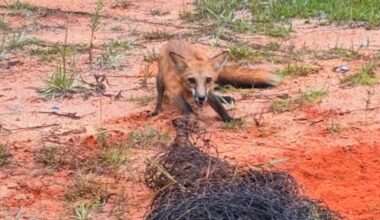 Florida Officers Rescue Red Fox Tangled in Netting on Homeowner’s Property