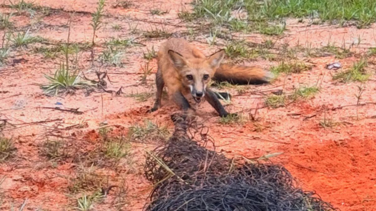 Florida Officers Rescue Red Fox Tangled in Netting on Homeowner’s Property