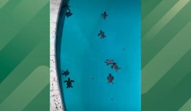 65 Baby Turtles Rescued From a Florida Pool
