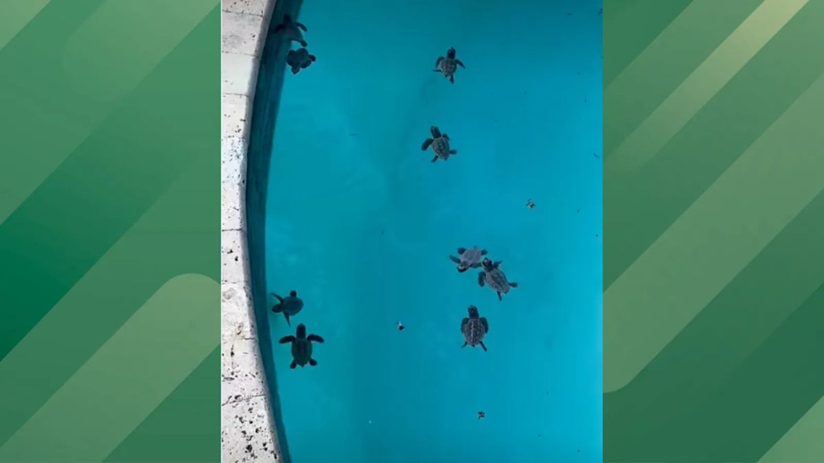 65 Baby Turtles Rescued From a Florida Pool