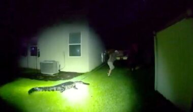 Florida Woman’s Security Camera Captures Backyard Gator Over 8 Feet Long