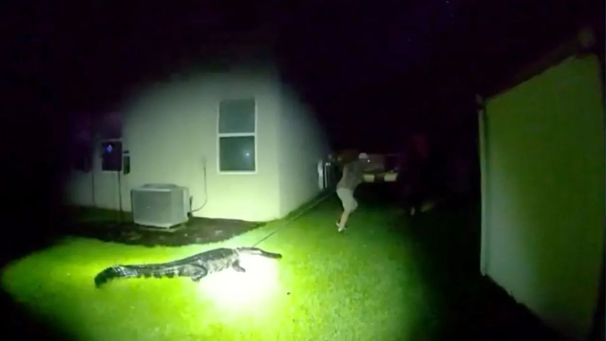 Florida Woman’s Security Camera Captures Backyard Gator Over 8 Feet Long