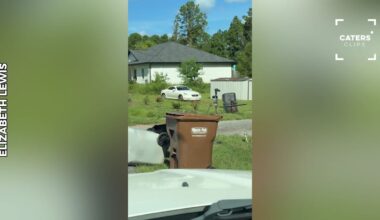 Florida Woman Discovers the Secret Behind a Mama Bear and Her Cubs’ Routine