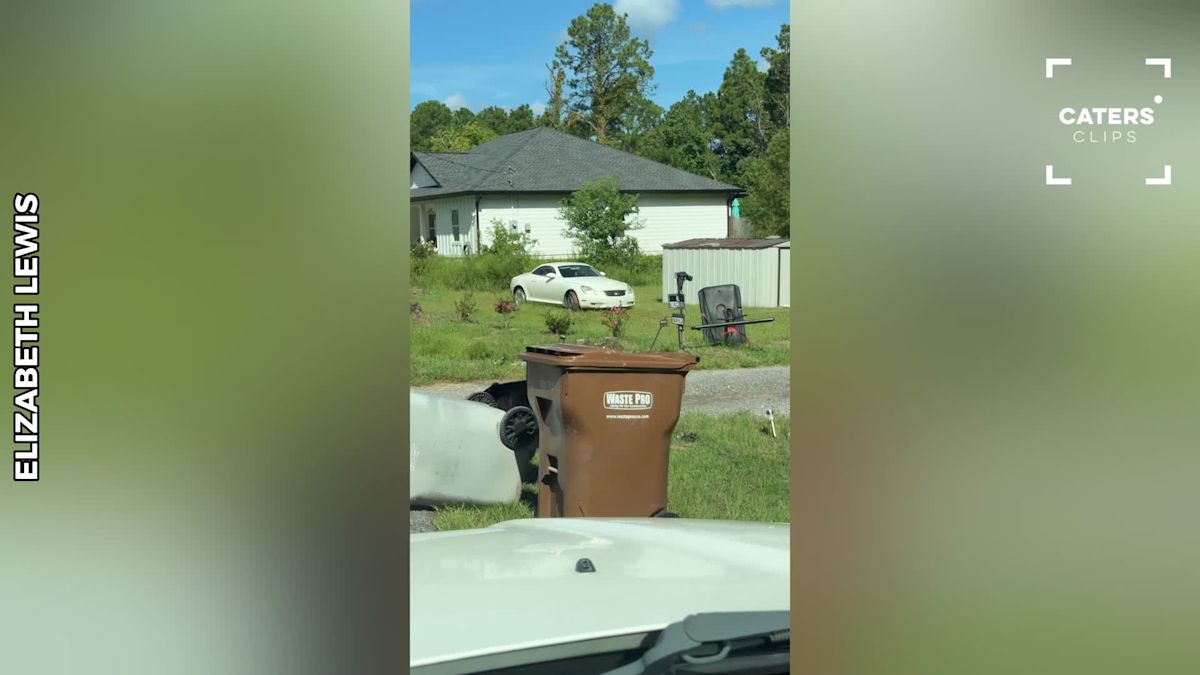 Florida Woman Discovers the Secret Behind a Mama Bear and Her Cubs’ Routine