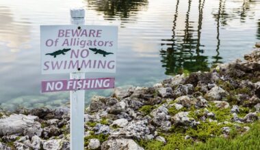 Child survives frightening alligator attack after venturing into restricted Florida waters
