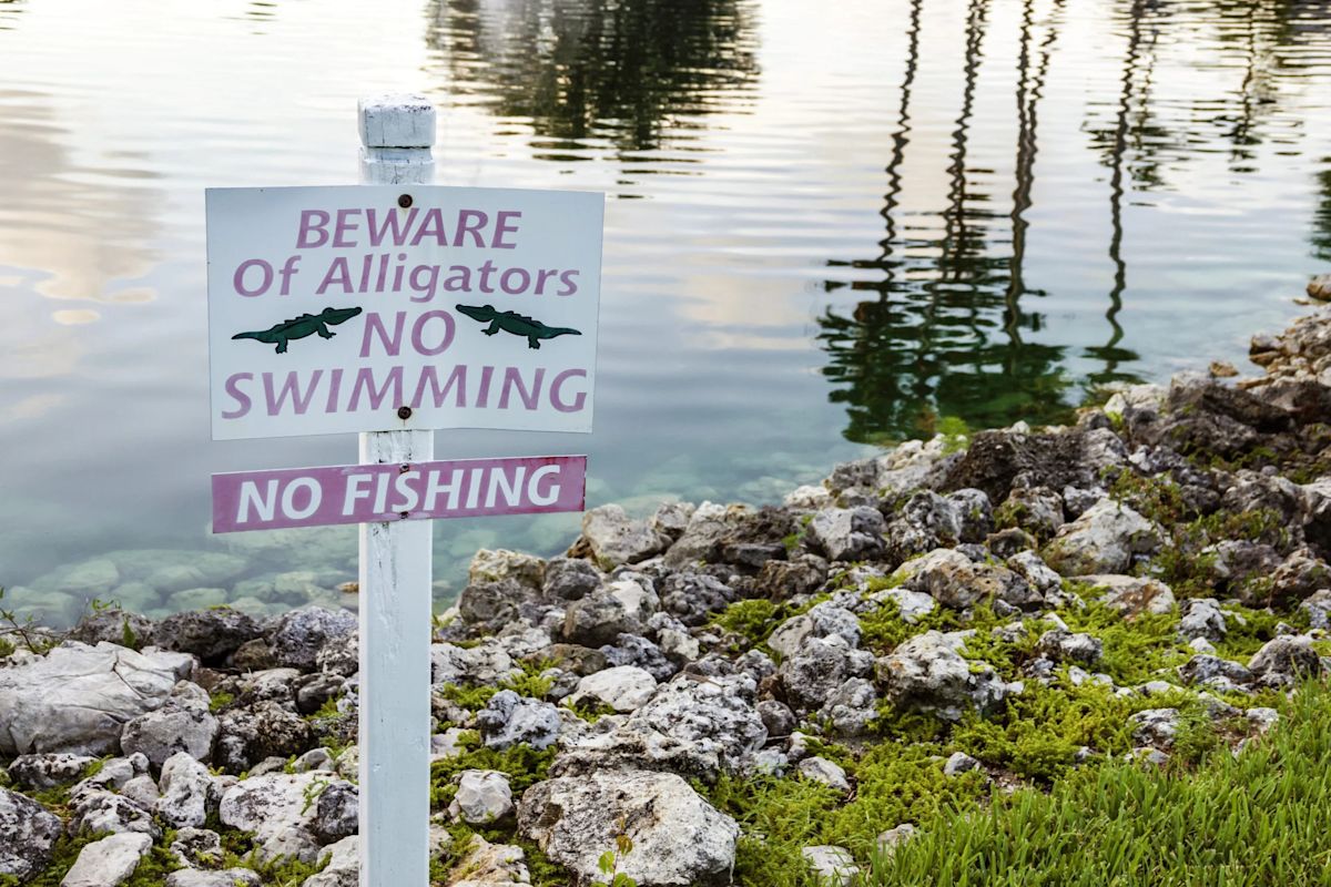 Child survives frightening alligator attack after venturing into restricted Florida waters
