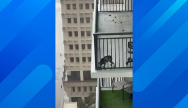 Miami High-Rise Dog Rescue Ends With Owner Arrested on Animal Cruelty Charge